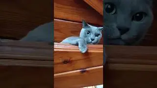 Мой кот. Анекдот про кота. Кот достал хозяина 
