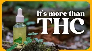 A short guide to altnoids: CBD, CBG, CBN, THCV, & CBC 🌱
