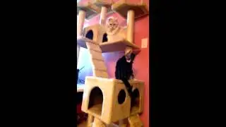 Cats Boxing in Cat Play Stations / Cat Play House 運動貓屋跳台