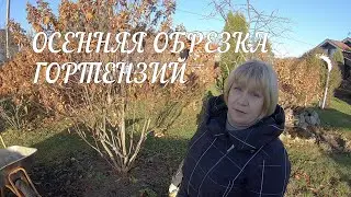 Осенняя обрезка гортензий