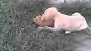 Тазы Щенок