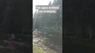 хозяин не уплывай #санктпетербург #dog #лето #топ