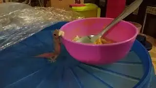 hati hati makanan korban cicak