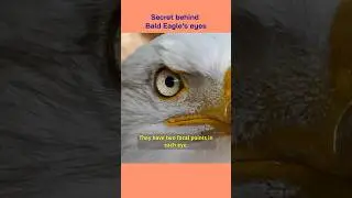 Secret behind Bald Eagle's eyes 🤯 #fact #facts #interestingfact