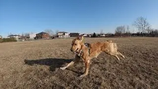 Golden Retriever Running In Slow Motion! [4K]