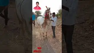 pintya premi