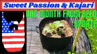 1 Month From Seed Update: Kajari Melons and Sweet Passion Cantaloupe
