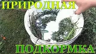 ПРИГОТОВЛЕНИЕ ПОДКОРМКИ ДЛЯ РАСТЕНИЙ БЕЗ ХИМИИ.