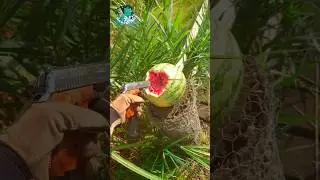 Zoraki 914 vs. Melon 🍉