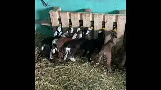Жизнь нашей Фермы