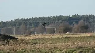 Bielik wylądował - 16 02 2024   Kosorowice