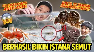 BERHASIL BIKIN ISTANA SEMUT! BOCIL 12 TAHUN BIKIN RUMAH SEMUT! PELIHARAANNYA ANEH! NINO TURTLE KING!