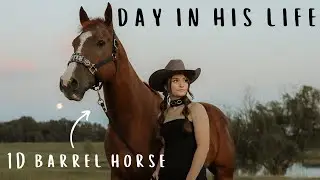 Day In The Life Of A 1D Barrel Horse!