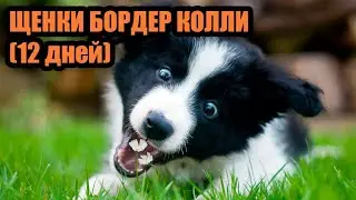 Щенки породы бордер колли (12 дней) - первое знакомство