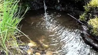 Волосница-Рыта-Лупья