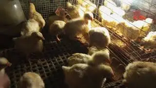 DAY 11 BROILER CHICKS UPDATE / CABS UPDATE