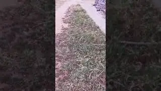 Починили берёзу