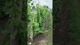 If I could live on a vineyard farm and produce my own wine