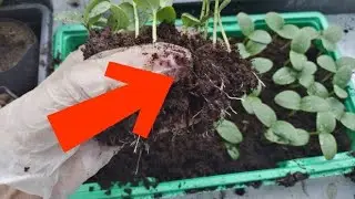 ЖИРНАЯ Рассада с Толстыми стволами . Эта земля ЖИВАЯ