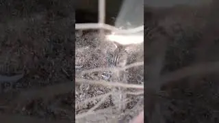 чожа беданалар урушкоклар хам бор
