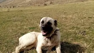 KURT BOĞAN KANGAL '' dişi aslan''