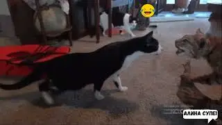 Очень смешные видео с реакцией собак и кошек)))
