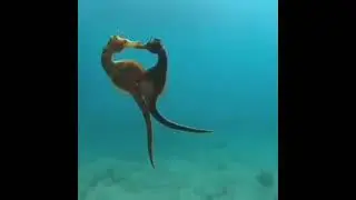 Секс морские коньки Sex seahorses 