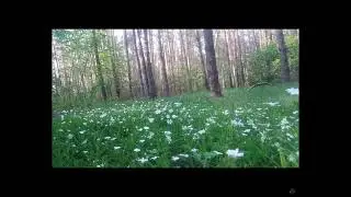 Общение и красивая музыка