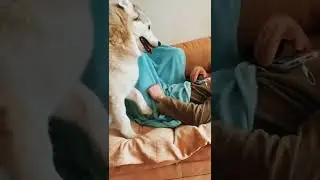 Хаски Ингрид