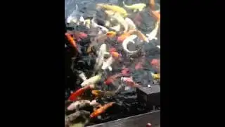 Big fish