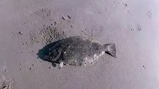 Legal Halibut from the Surf - Halibut Surf Fishing