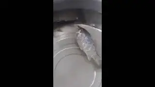 Gila!!! Ikan ini hidup lagi setelah di hangatkan dengan...