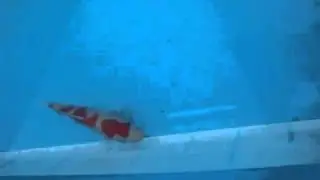 Kohaku 1