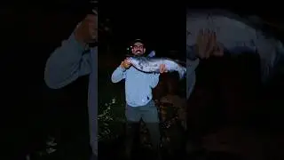 13+ lb BLUE CATFISH #fishing #catfish #catfishsumo #shimano #stcroixrods #catfish