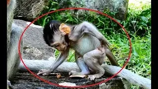 Very pity baby Janet sit&walk on red ant group bite so itchy|Janet got much itchy call mom Jane Help