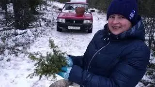 ВОЛКИ против СОБАК