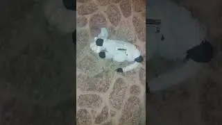 осел смеется