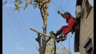 Удаление ореха возле дома. Корчевания пня. | Киев | Экомир Украина