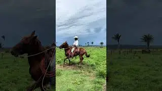 Cavalo bom de redia
