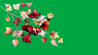 tree branch moving green screen | green screen tree leaves effect | leaves falling green screen