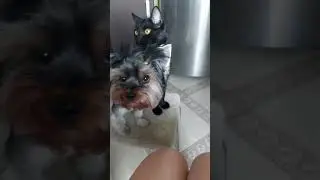 🍅Йорк, котенок и помидорка ❤️😊🐈‍⬛🤗🐕#happy #cat #смешные #funny #catlover #pets #animals #животные