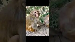 Crazy video of animals being goofy! #funny#funnyvideo#funnypets#funnydogs#funnycats#dogs#cats#pets