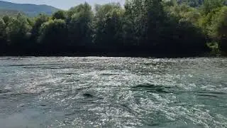 Drina - Paunci