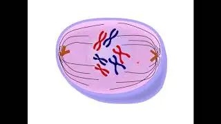الانقسام المتساوي - Mitosis