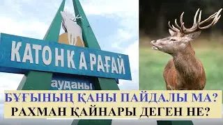 Катонқарағай | Бұғының қаны күш бере ме? Алтайдың құпиясы. Шығысқа жол