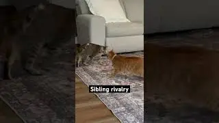 #kittys