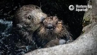 A Minute of Selka the Sea Otter and Rescued Pup 