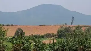 Hmoob Thaib teb qos yaj ywm lub caij 4 hlis ntuj Hmong Thailand Potatoes farm May/03/2024