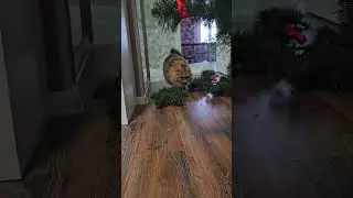 #вислоухий
