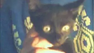Кот черный с золотыми глазами